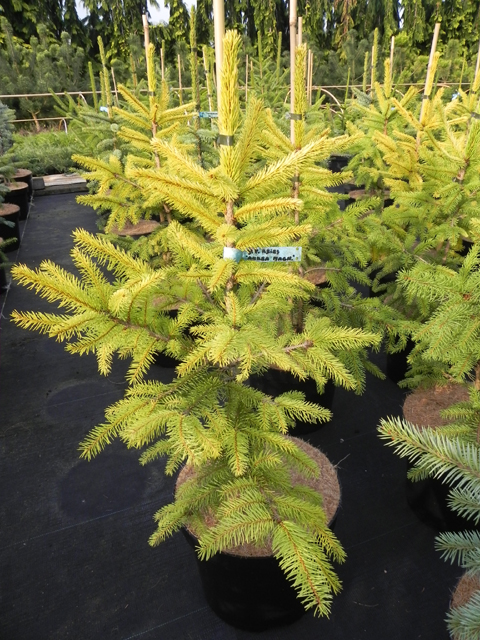 Picea abies 'Aurea Magnifica'